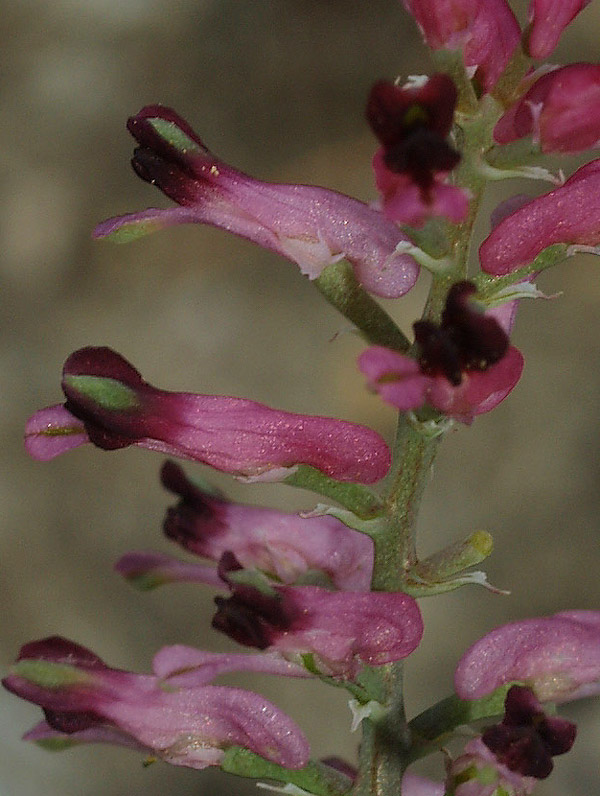 Fumaria officinalis subsp. wirtgenii / Fumaria di Wirtgen